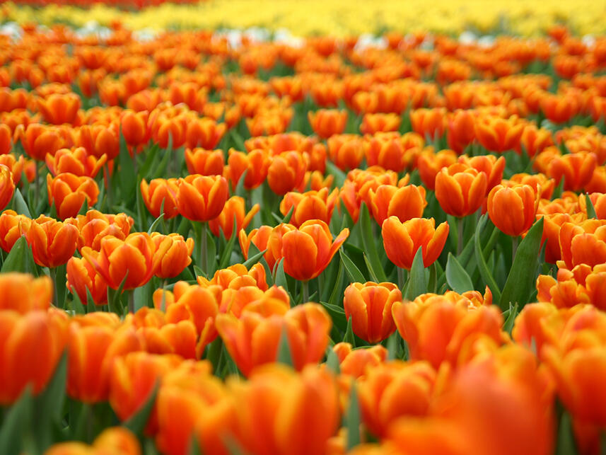 Los campos de cultivo de tulipanes de Holanda se encuentran en el Noordoostpolder (pólder Noreste), en la provincia de Flevolanda, y en Kop van Noord-Holland. La región de Kop tiene la zona continua d