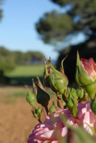 Foto de los servicios de Bed-and-Breakfast La Bellonette