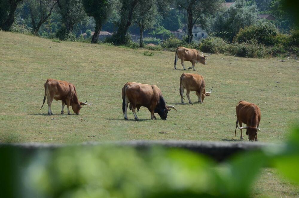 Foto general de Quinta do Rapozinho