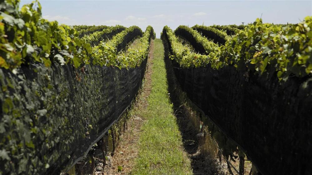 Foto general de Casa de Uco Vineyards and Wine Resort