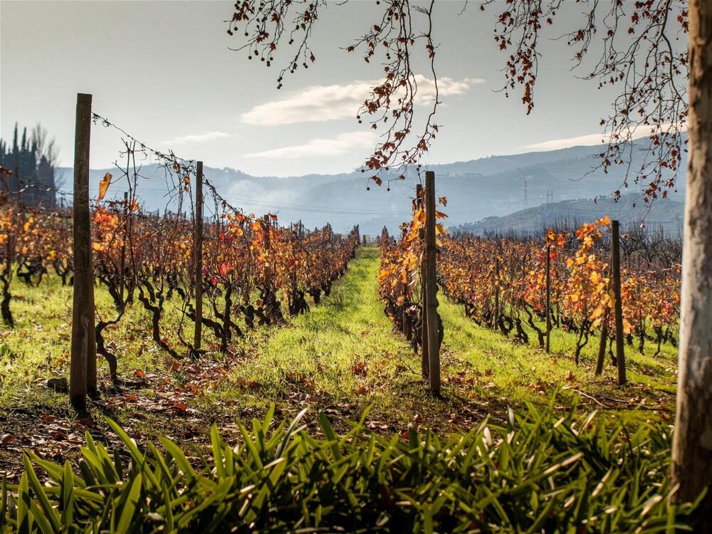 Foto del entorno de The Wine House Hotel - Quinta da Pacheca