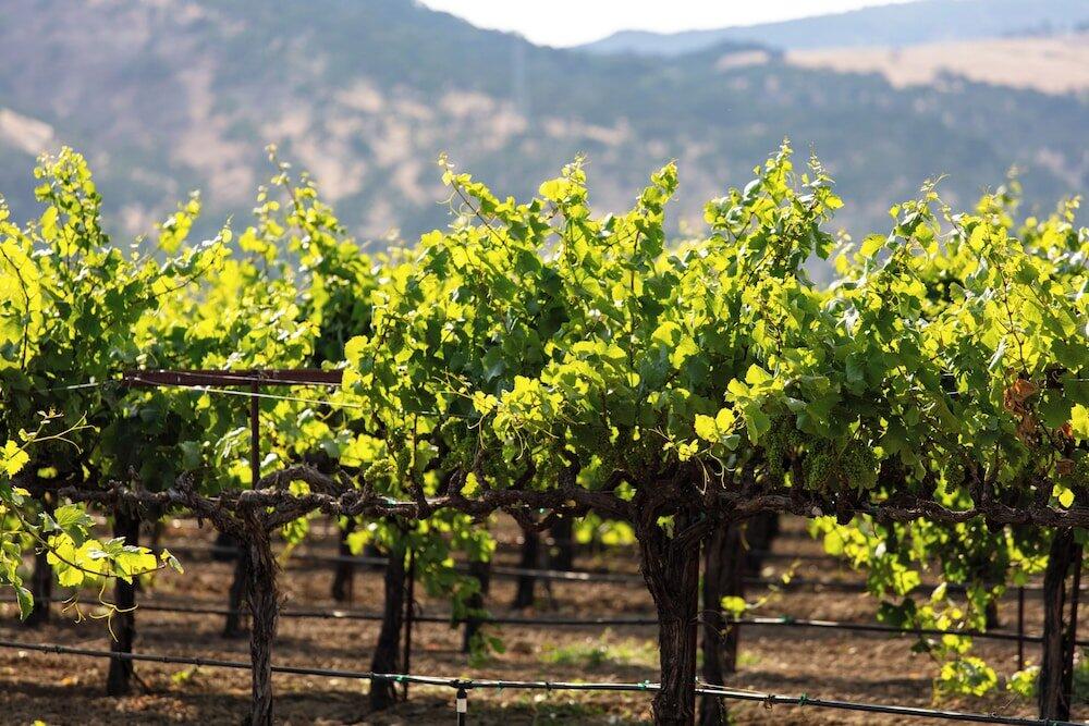 Surrounding area – Hotel Homewood Suites Fairfield-Napa Valley Area