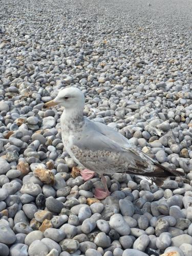 Foto del entorno de Hôtel des Falaises
