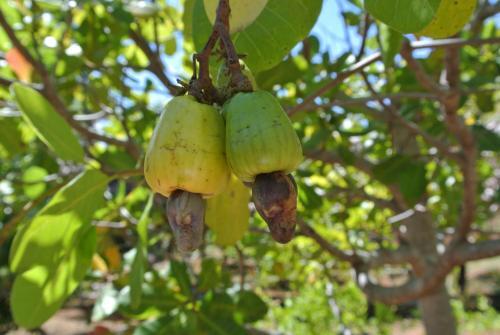 Photo – Les Hibiscus Nosy-Be