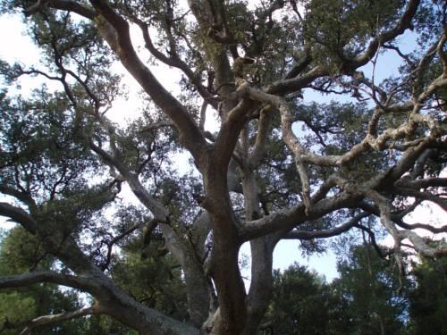 Photo – Country House Masia de la Serra de la Cogulla