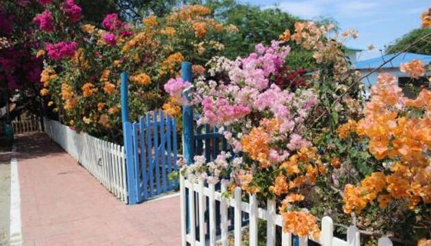Foto de El Jardín de Playas