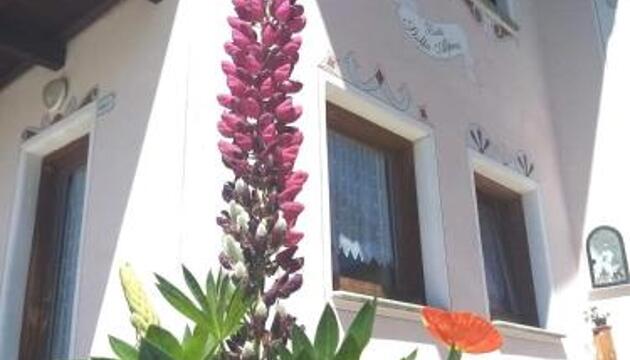 Photo – Vacation Rentals Baita Stella Alpina