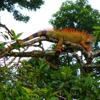 Foto de Cotton Tree Lodge