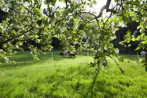 Foto general de Hotel Traube Tonbach