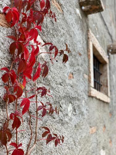 Foto de los servicios de Agriturismo Cervano