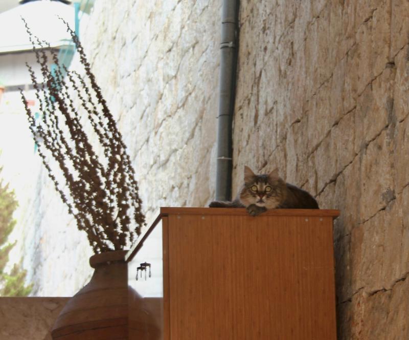 Foto general de Hotel Saylam Suites