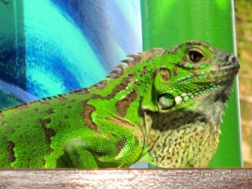 Foto general de Physis Caribbean Bed &amp;amp; Breakfast