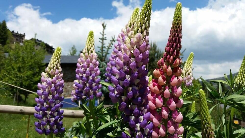 Foto del entorno de Albergue Xalet Refugi Pere Carné