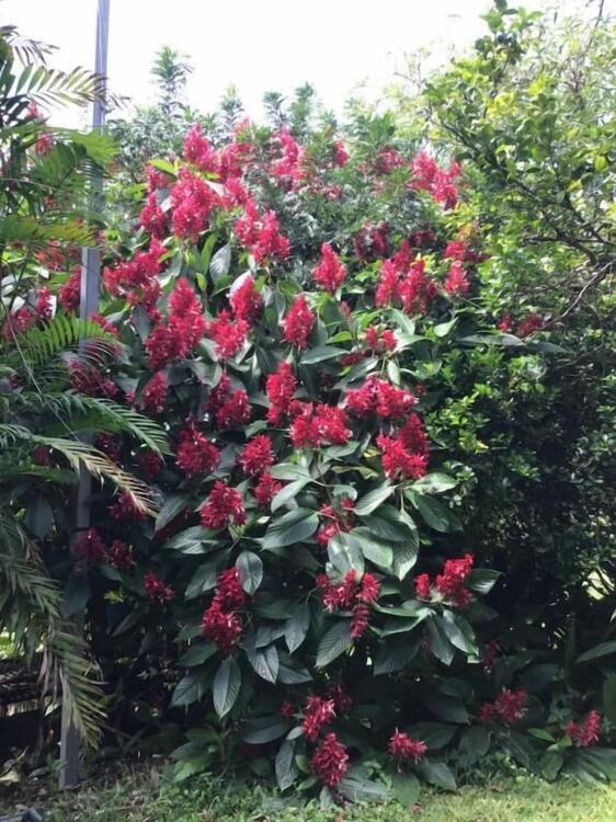 Exterior – B&amp;amp;B Garden Grecia