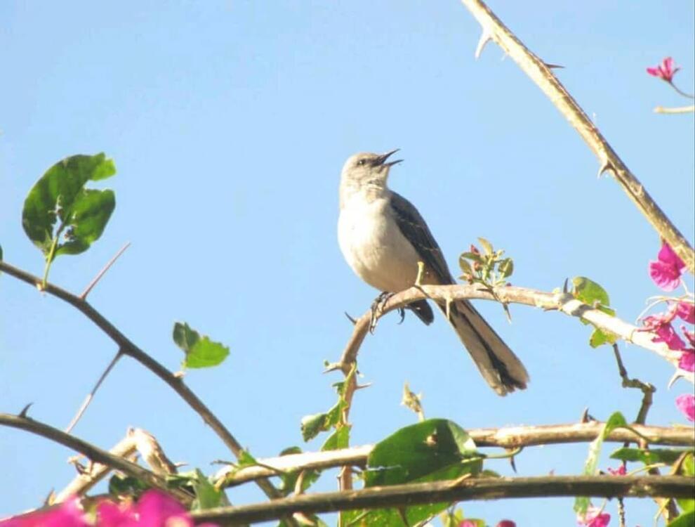 Foto del entorno de Casa Buen Aventura, Panajachel, Solola, Guatemala - casa de campo familiar