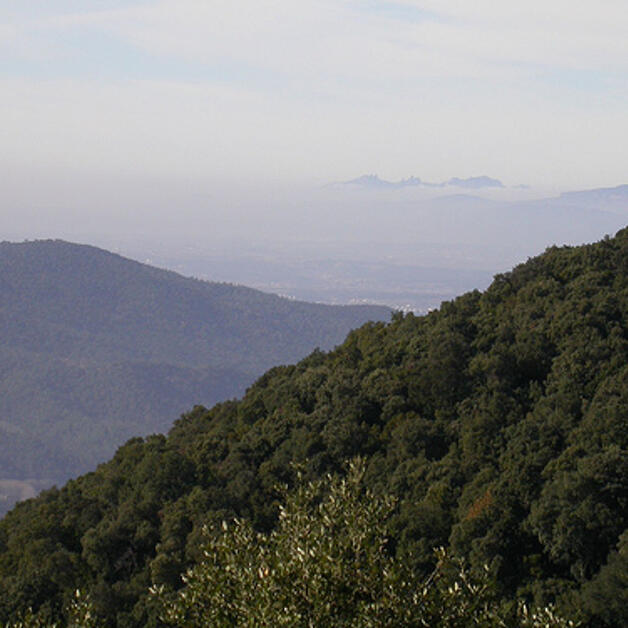 Foto de Selva de Montnegre