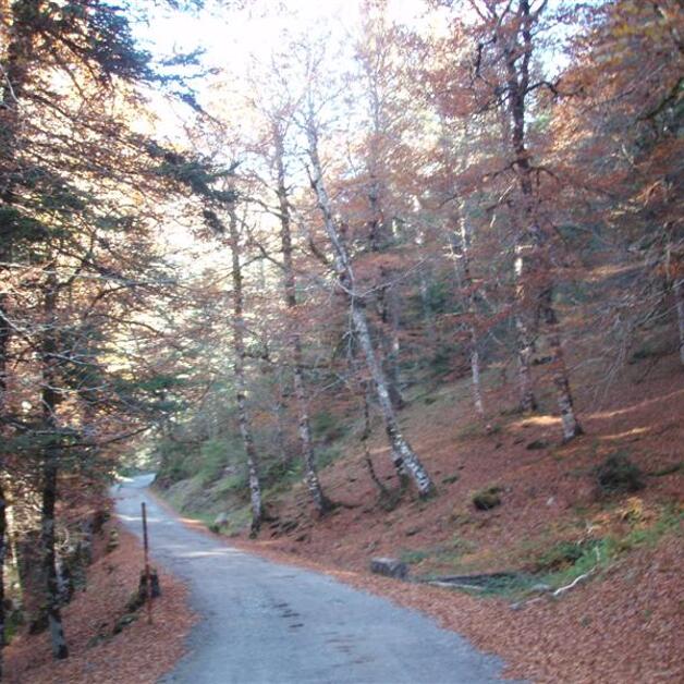 Foto de Selva de Oza, paraíso pirenaico accesible