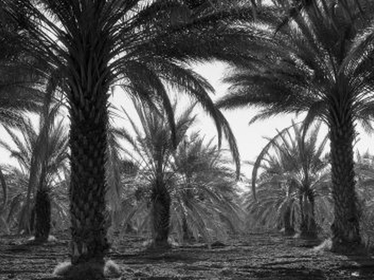 Fotografía de Palmeras de datil en la Valley Coachella
