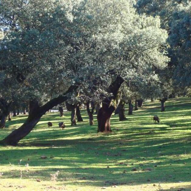 Foto de Sierra de Aracena