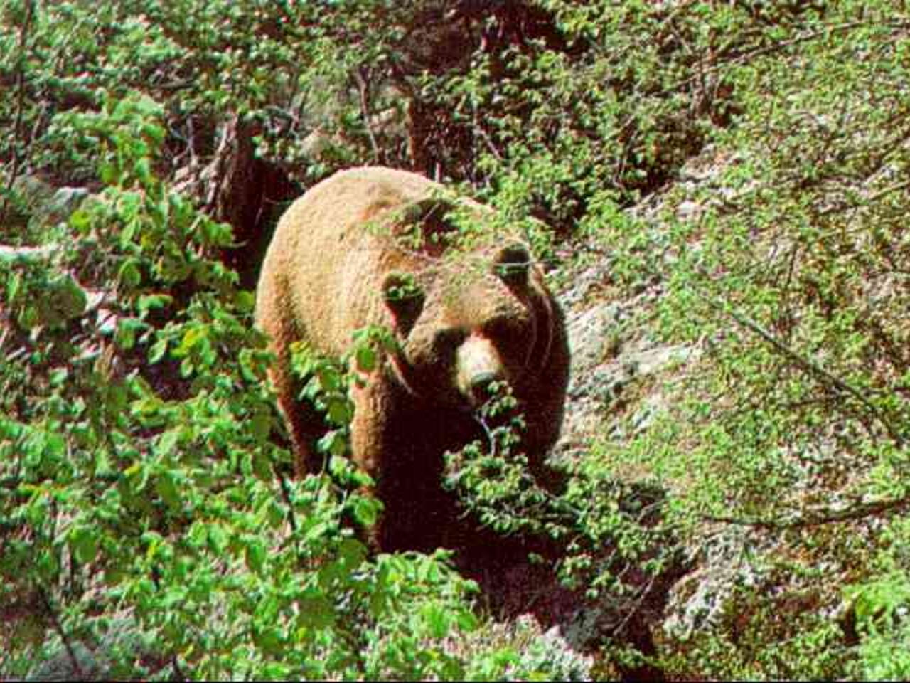 Fotografía de Oso Pardo en Monte de Muniellos