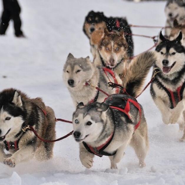 Foto de Mushing en Formigal