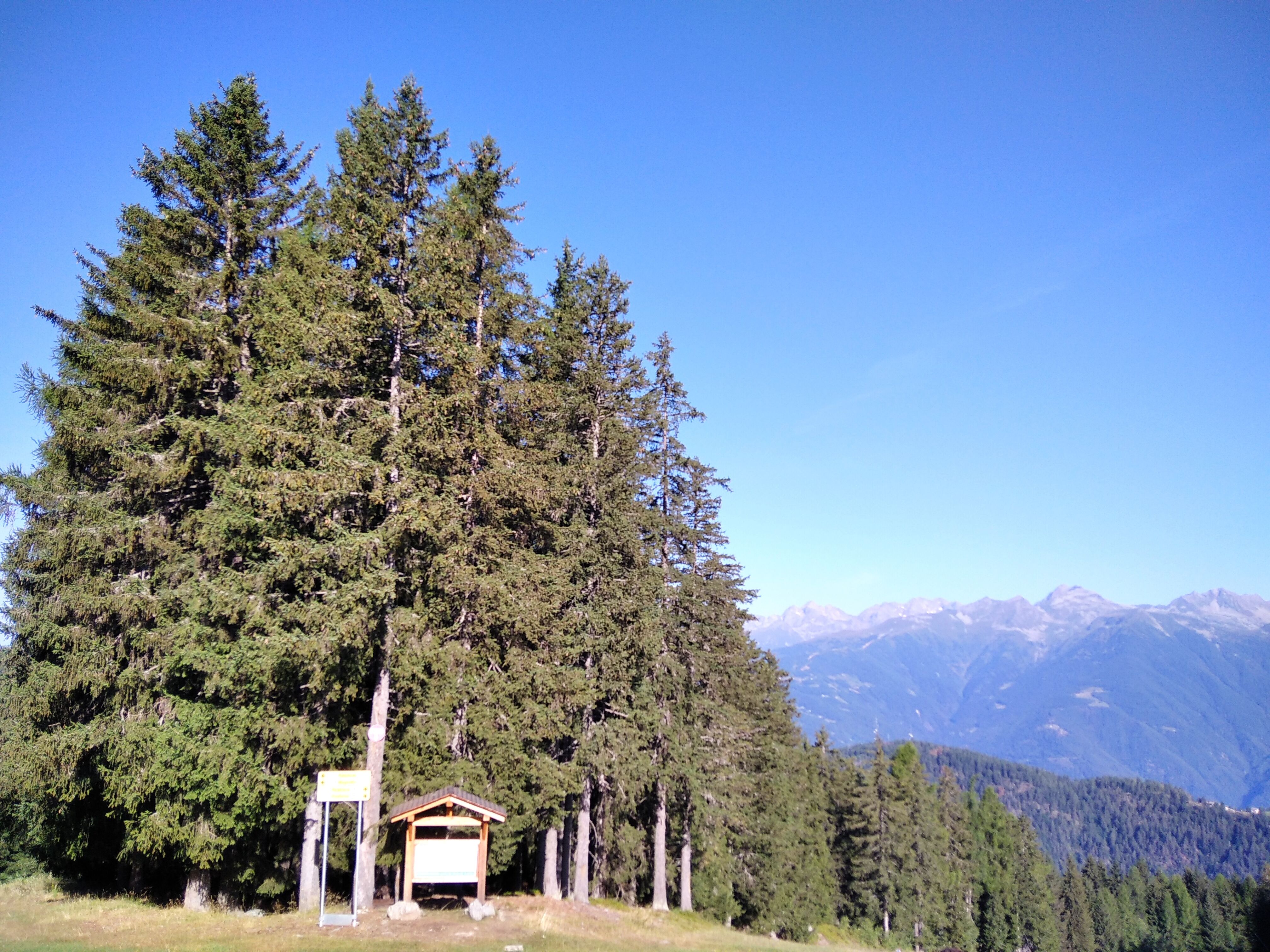 Aprica