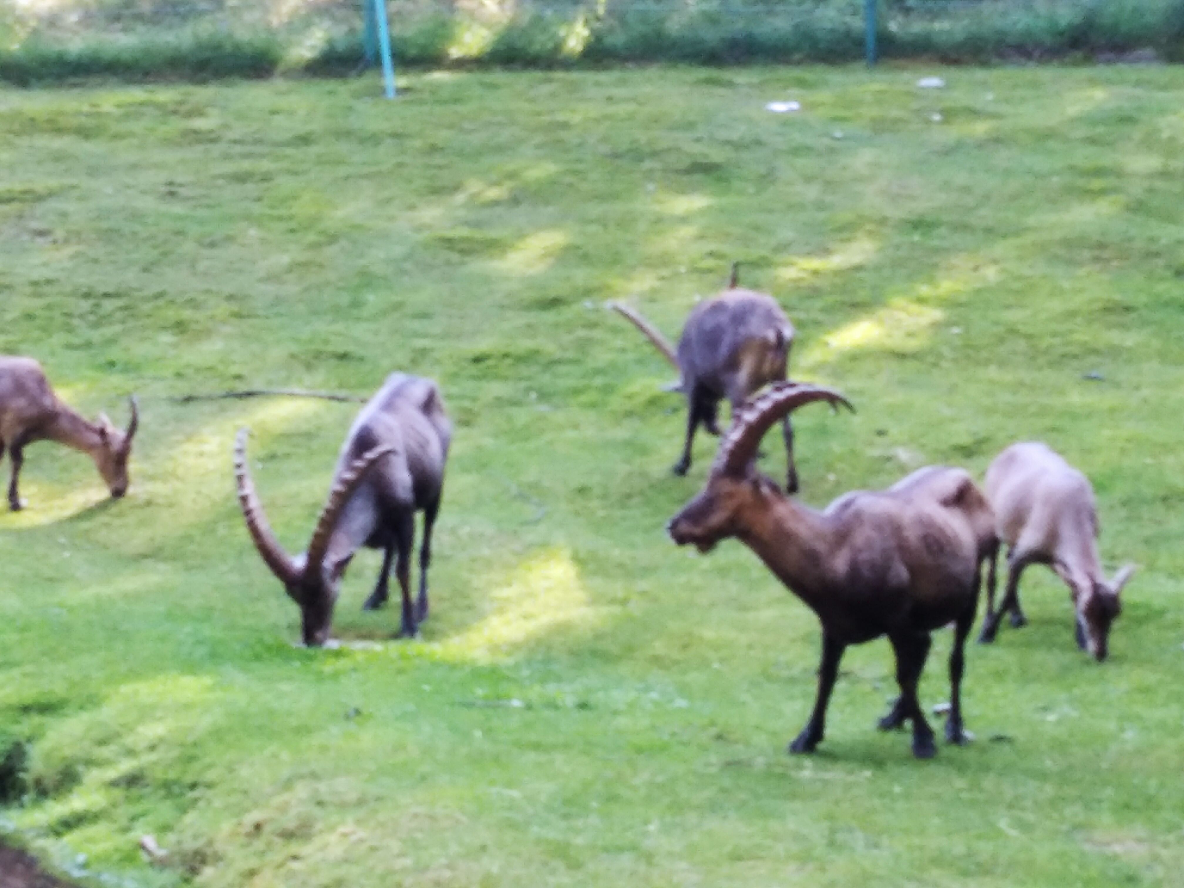 Aprica