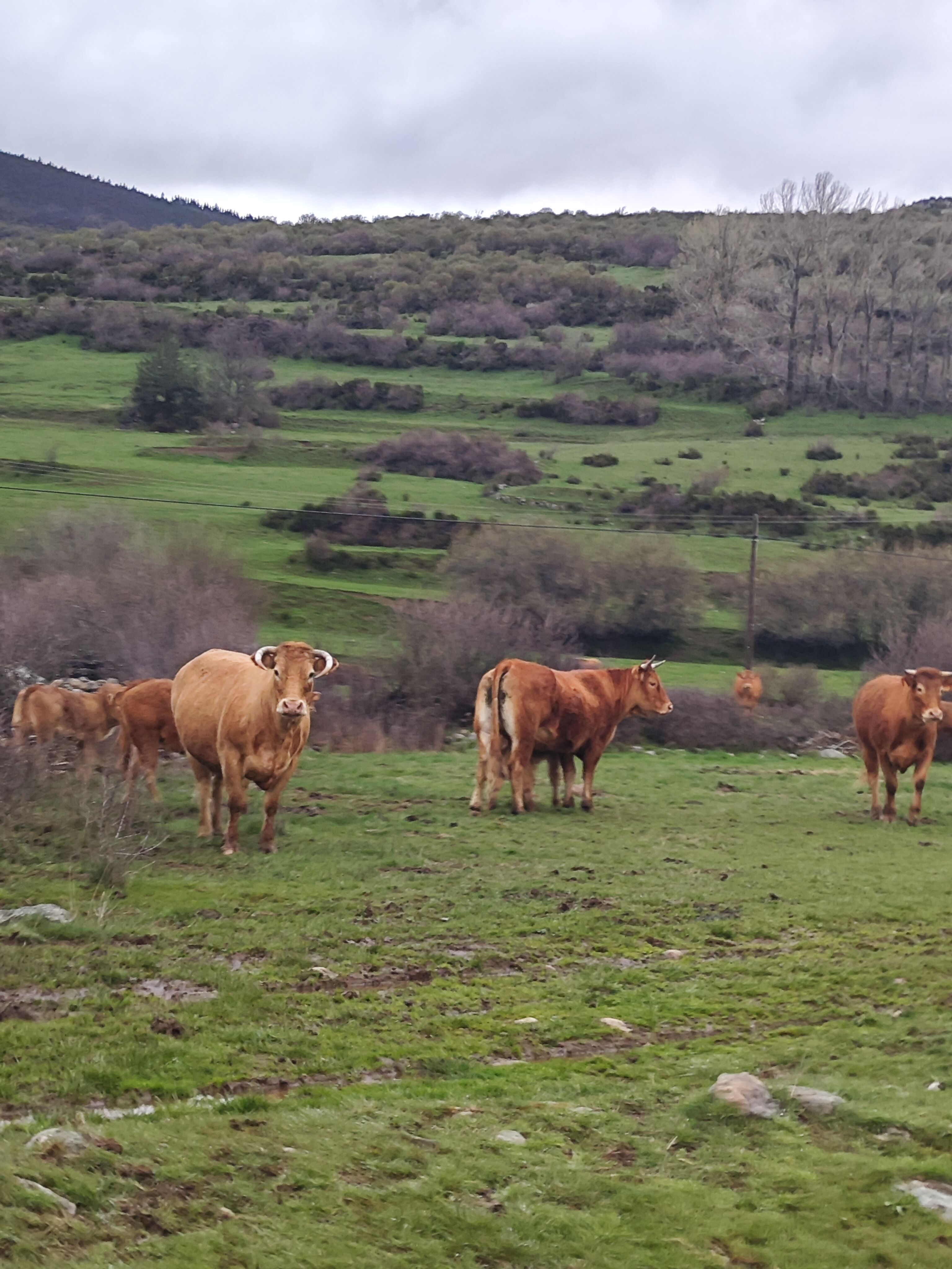 Cervera de Pisuerga