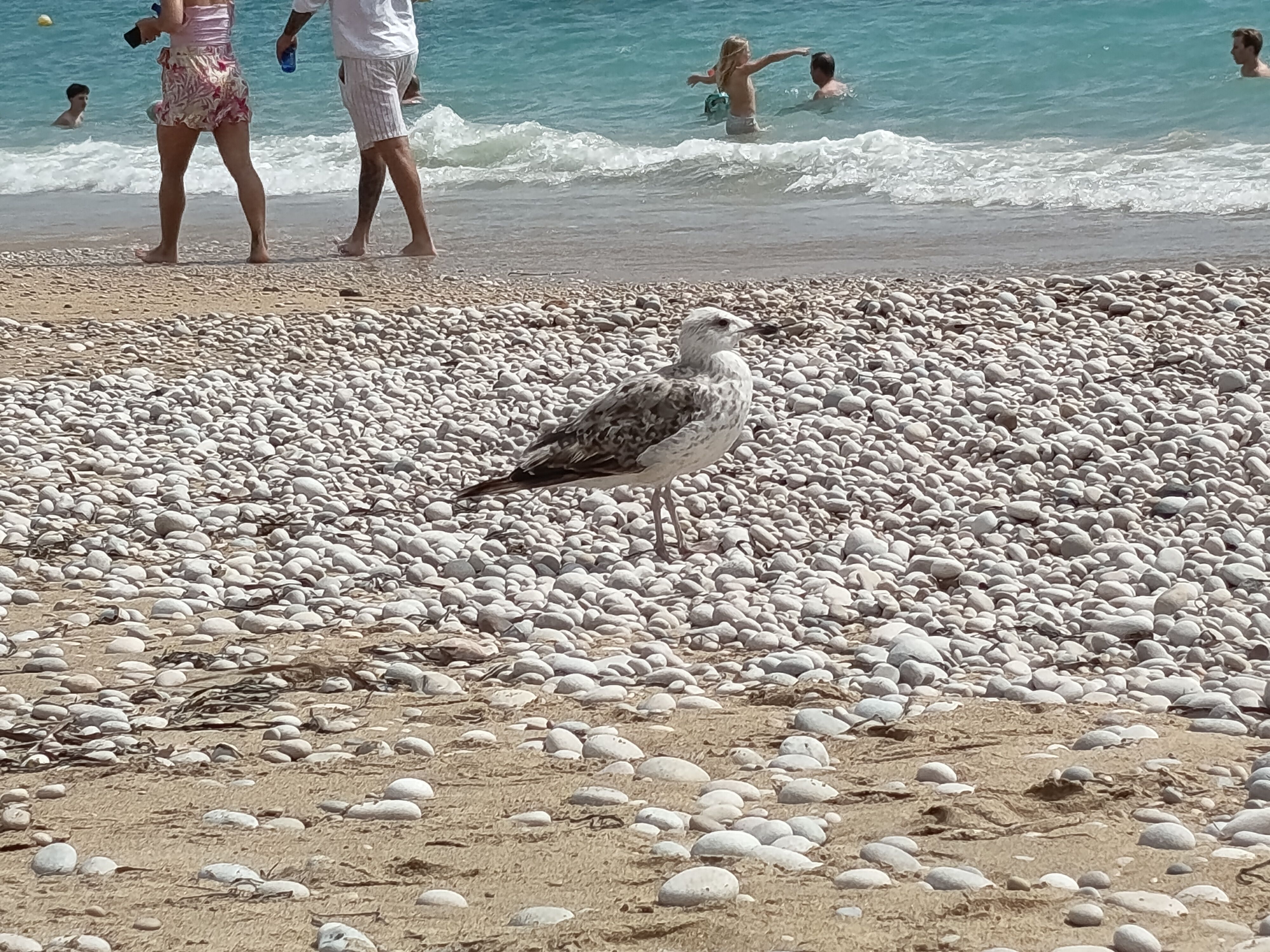 L'Albir
