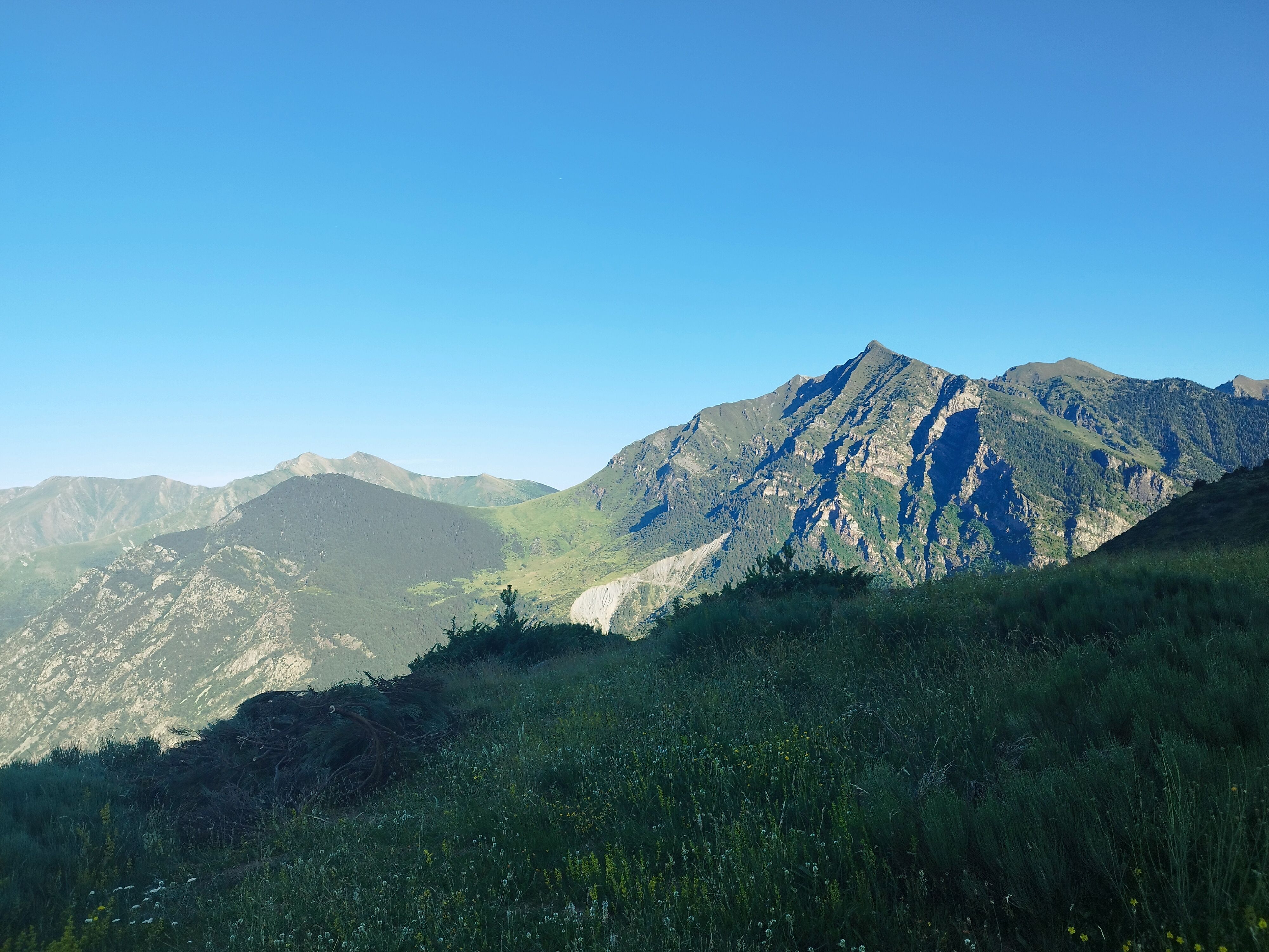Taull